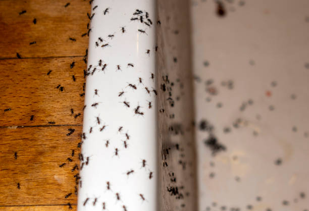 Best Pest Inspection Near Me  in Bennington, NE