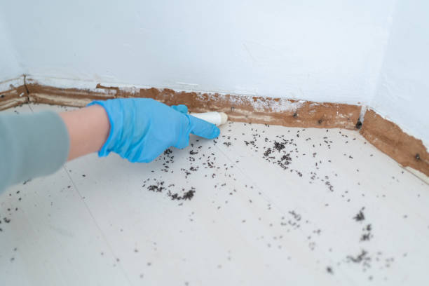 Best Local Pest Control Services  in Bennington, NE